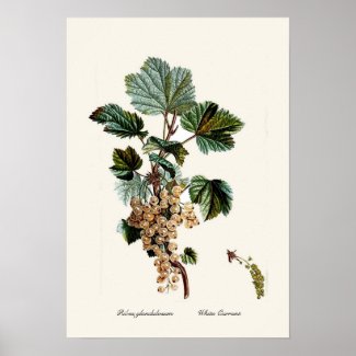 White Currant Posters