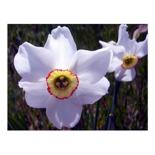 White Daffodil 1 Postcard