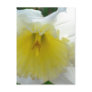 White Daffodil Flower Postcard