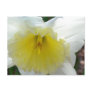 White Daffodil Flower Postcard
