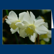 White Daffodils cards