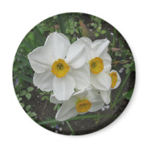 White Daffodils magnets by gmlehmann White Daffodils magnets