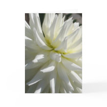 White Dahlia Card by ggbythebay White Dahlia Card