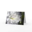 White dahlia greeting card