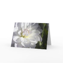 White dahlia greeting card