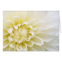 White Dahlia Greeting Card