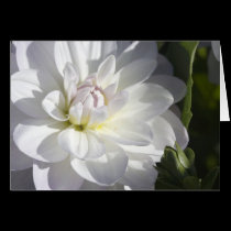 White dahlia greeting card cards