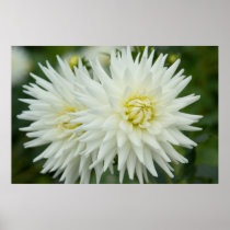 White Dahlia Posters