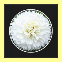 White Dahlia Wrapped Canvas Print canvas prints