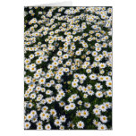 white daisies card