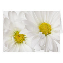 White Daisies - Customized Daisy Flower Template Card