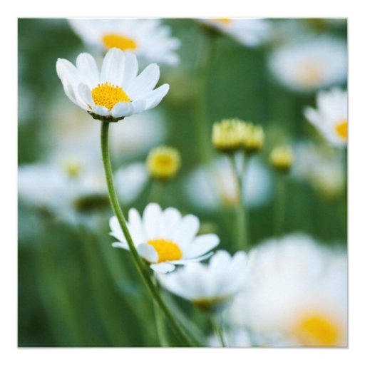 White Daisies in a Field - Customized Daisy Invitations