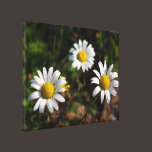 White Daisies In Morning Dew Stretched Canvas Prin canvas prints