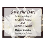 White Daisies in Sunshine Save the Date Post Card
