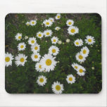 Meaning+of+white+daisies+flowers