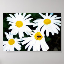 white Daisies.
