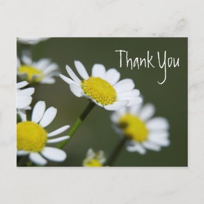   Postcards on White Daisies Thank You Postcards From Zazzle Com