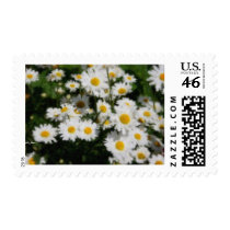 White Daisies Watercolor Stamps