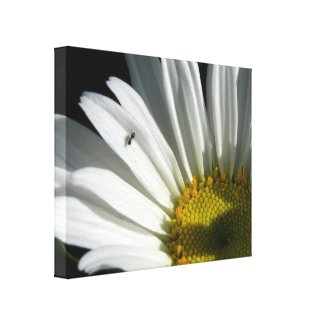 White Daisy Admirer Floral Canvas Print wrappedcanvas