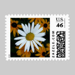 White Daisy and Blackeyed Susans stamps
