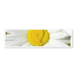 White Daisy