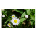 White Daisy Business Card Template