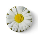 White Daisy