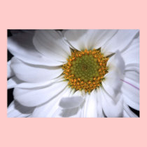 White Daisy Canvas Print posters
