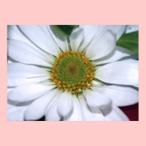 White Daisy Canvas Print Version B posters