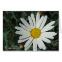White Daisy Card card