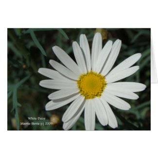 White Daisy Card card