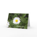 White Daisy cards