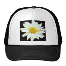 White daisy chrysanthemum  flowers hats