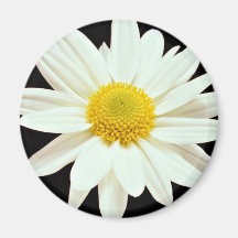 White daisy chrysanthemum  flowers refrigerator magnet
