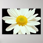 White daisy chrysanthemum  flowers print