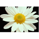 White daisy chrysanthemum photo cutouts