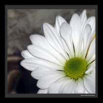 White Daisy Daisies Flower Flowers Photo posters