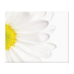 White Daisy Flower Background Customized Daisies Gallery Wrap Canvas