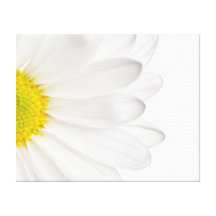 White Daisy Flower Background Customized Daisies Gallery Wrap Canvas