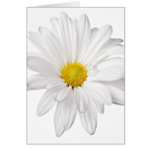 White Daisy Flower Background Customized Daisies Greeting Cards