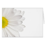 White Daisy Flower Background Customized Daisies Greeting Cards
