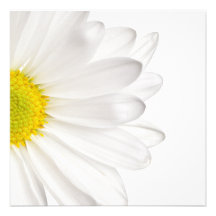 White Daisy Flower Background Customized Daisies Invites