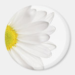 White Daisy Flower Background Customized Daisies Magnet