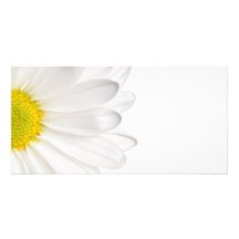 White Daisy Flower Background Customized Daisies Custom Photo Card