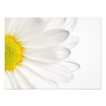 White Daisy Flower Background Customized Daisies Art Photo
