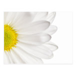 White Daisy Flower Background Customized Daisies Postcards
