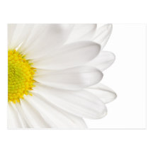 White Daisy Flower Background Customized Daisies Postcards