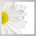 White Daisy Flower Background Customized Daisies Posters