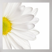 White Daisy Flower Background Customized Daisies Posters