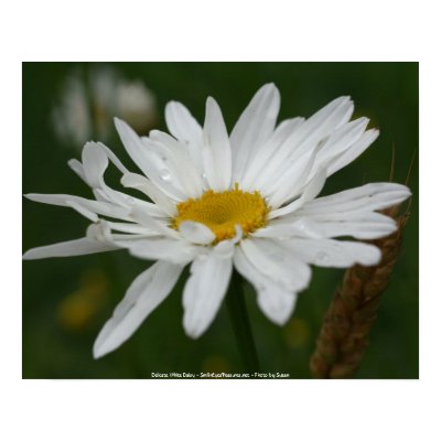 White Daisy Flower Photography Poster Print